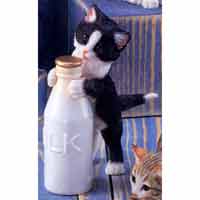 Kitten With Milk Bottle - Country Artists 01383