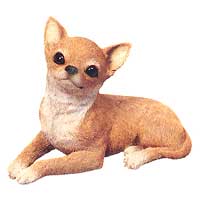 Chihuahua - Sandicast 116