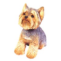 Yorkshire Terrier - Sandicast 247