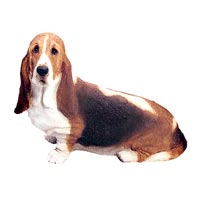 Basset Hound - Sandicast 432